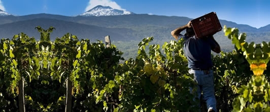 L'esplosione dell'Etna colpisce il mondo del vino