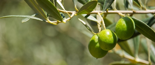 Campagna Olearia 2014…per un pugno di olive